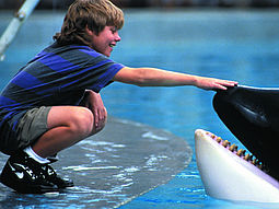 Free Willy Free Willy