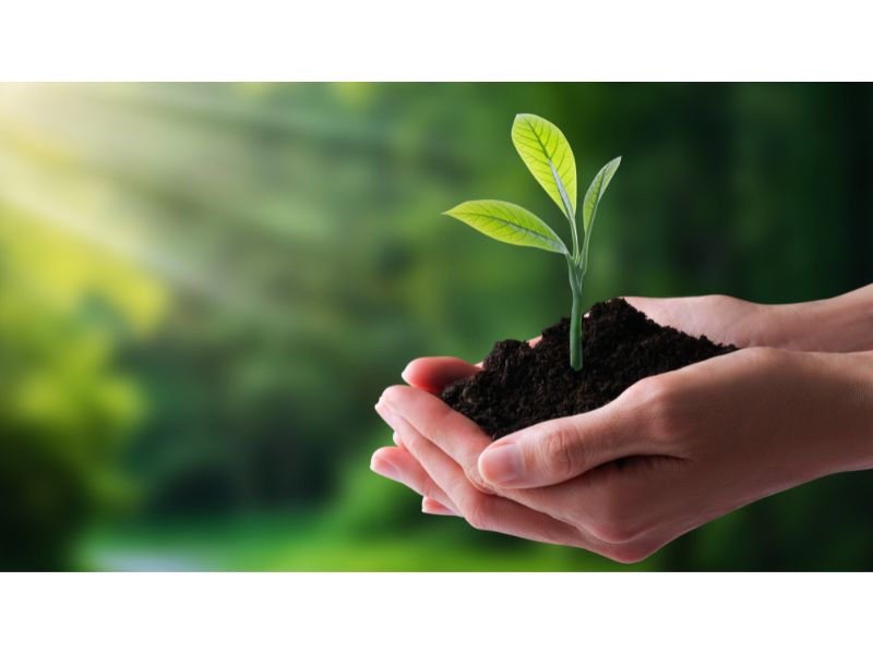 Eine Pflanze mit kleinen grünen Blättern wächst in Erde, die behutsam in zwei geöffneten Händen liegt.