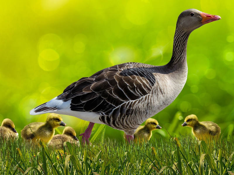 Gans mit Küken Muttergans mit Küken gehen im Gras