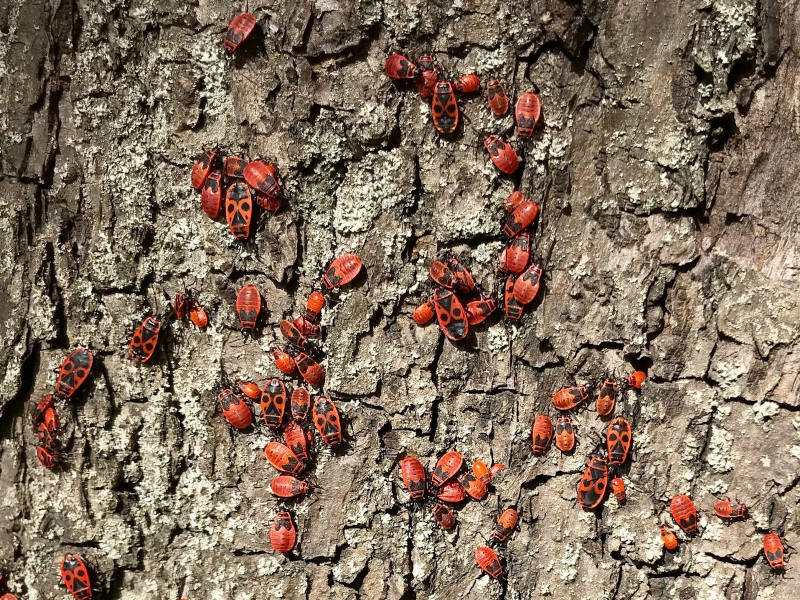Feuerkäfer auf einem Baum von nahe aufgenommen