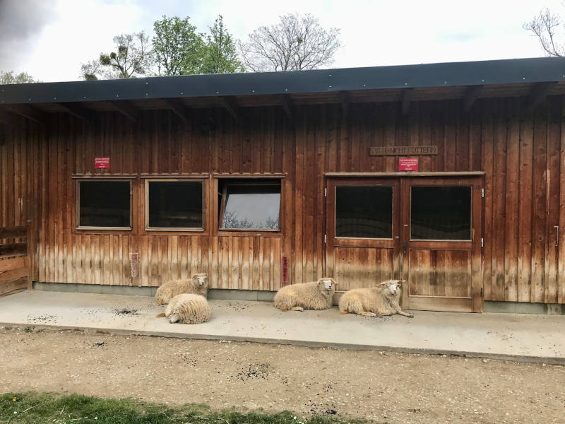 Tiergehege Pötzleinsdorf Vier Schafe, die vor dem Stall liegen