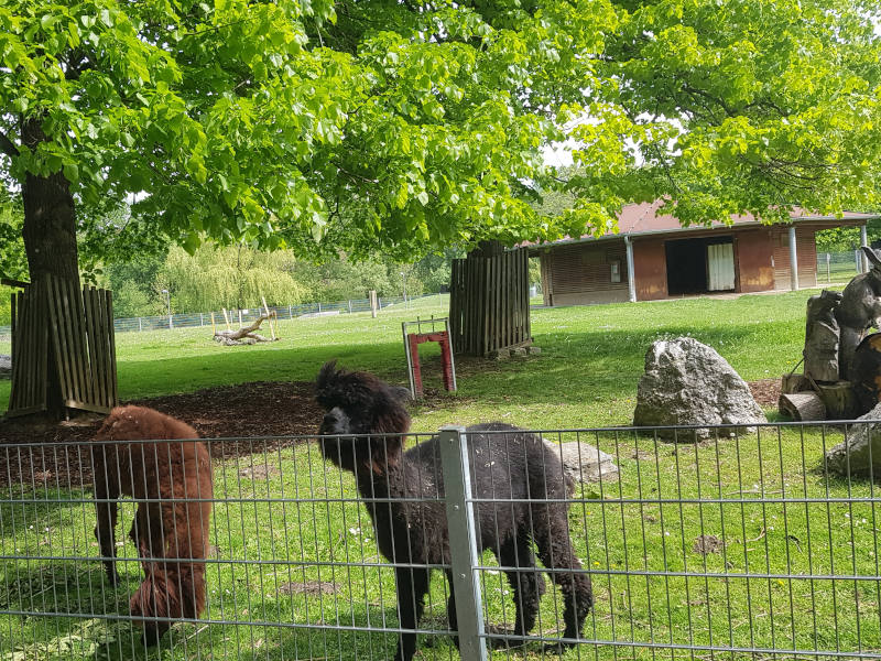 Alpaka Hinter einem Zaun ein grünes Gehege, ein Baum und ein braunes und ein schwarzes Llama.