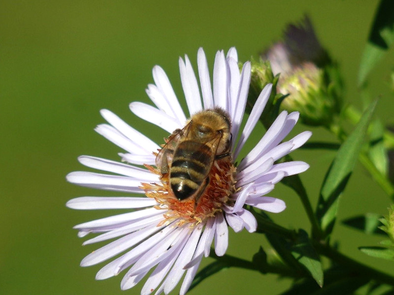 Biene Biene auf Blume