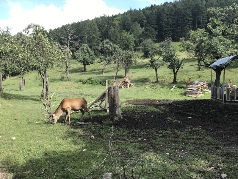 Johannesbachklamm Wildtiere auf Wiese