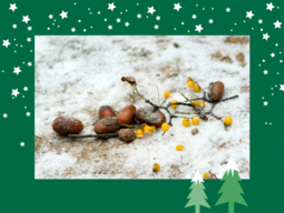 Natur Zweige im Schnee