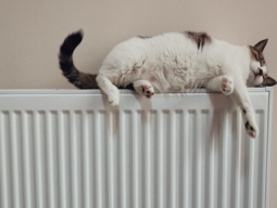 Katze auf Heizung Katze schläft auf Heizkörper