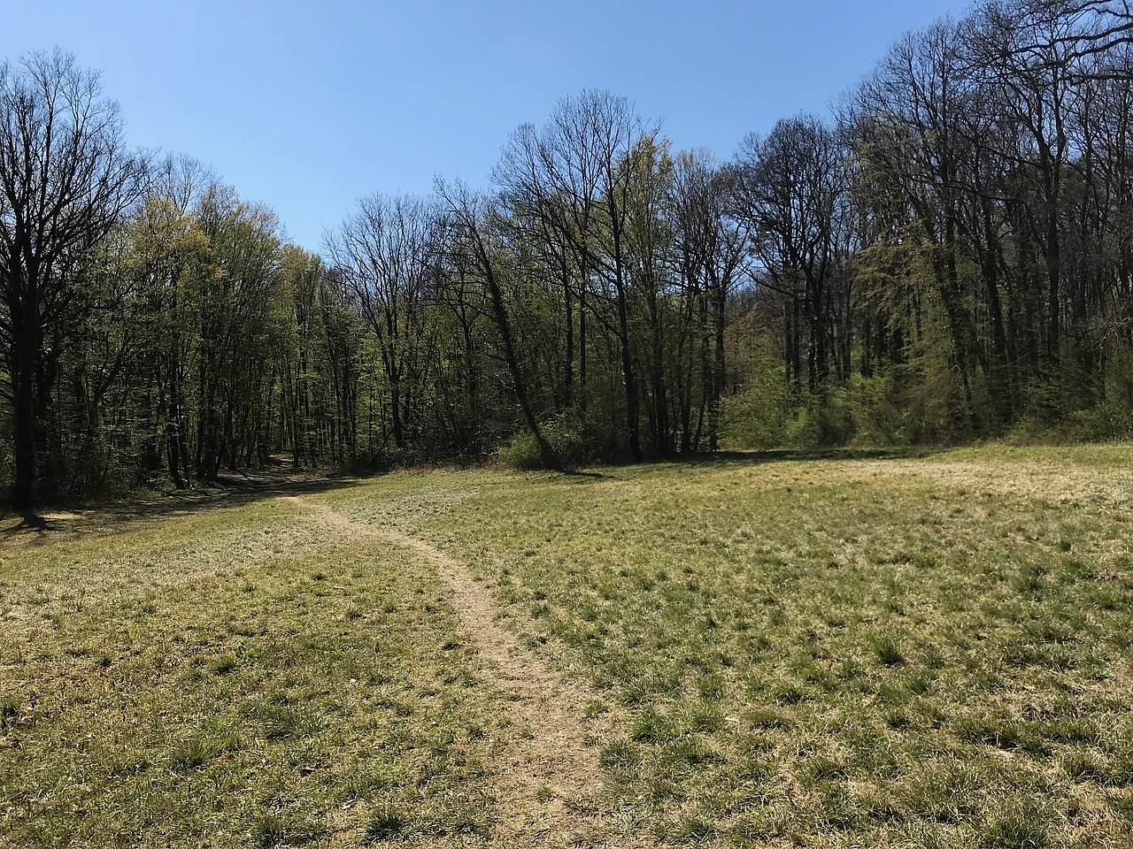 Wandern im Maurerwald Wald und Wiese mit Trampelpfad