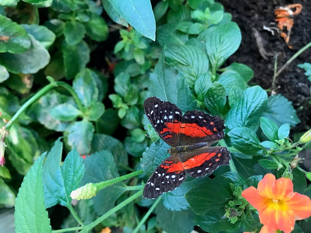 Schmetterling Im Schmetterlingshaus Schmetterling innen rot außen Schwarz mit weißen punkten auf grünen Blättern