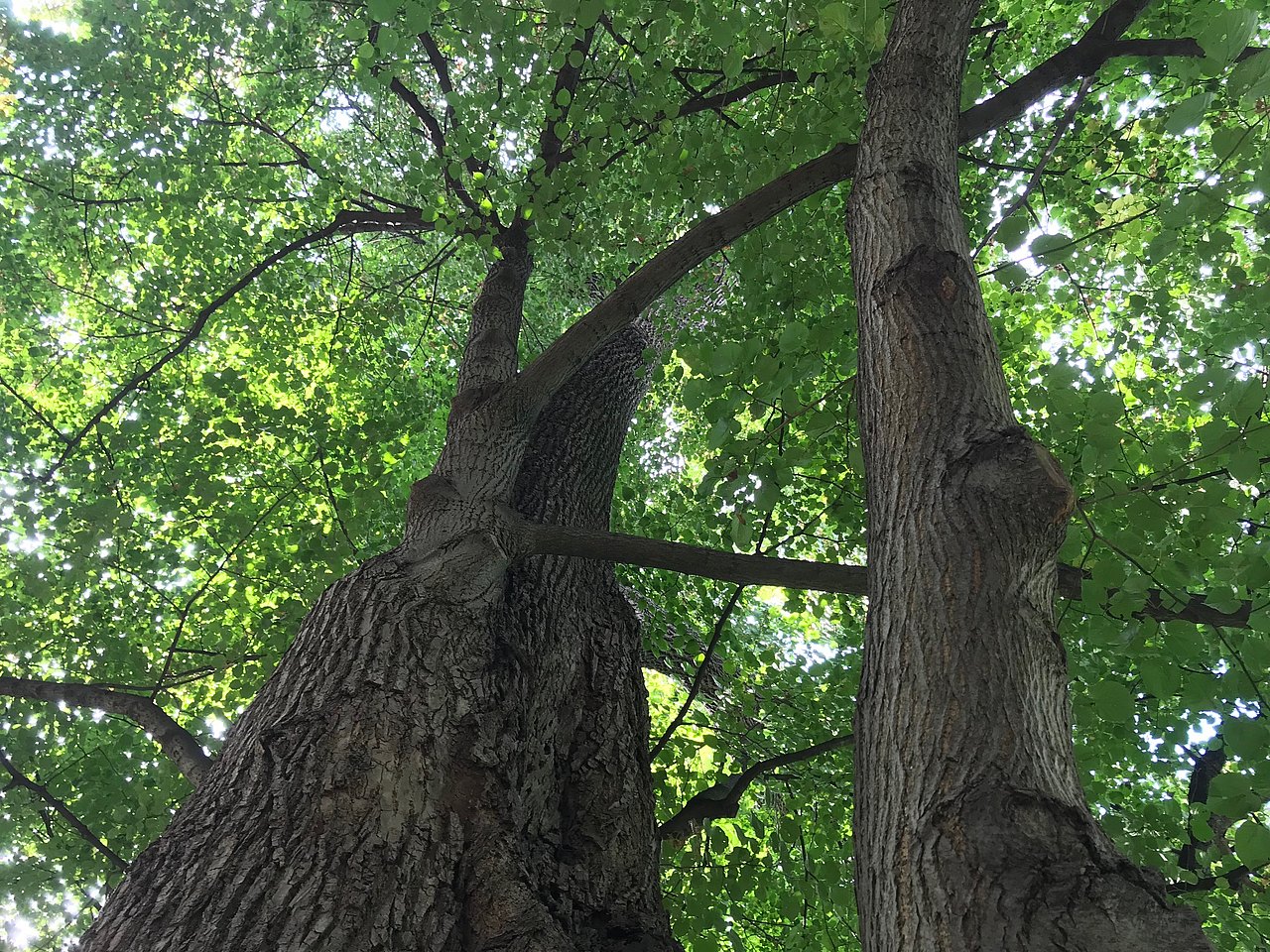 Bäume großer baum von unten fotografiert mit mehreren Stämmen und einem grünen Blätterdach