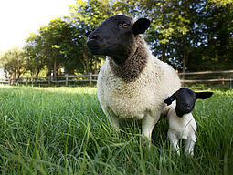 Unsere große kleine Farm Unsere große kleine Farm