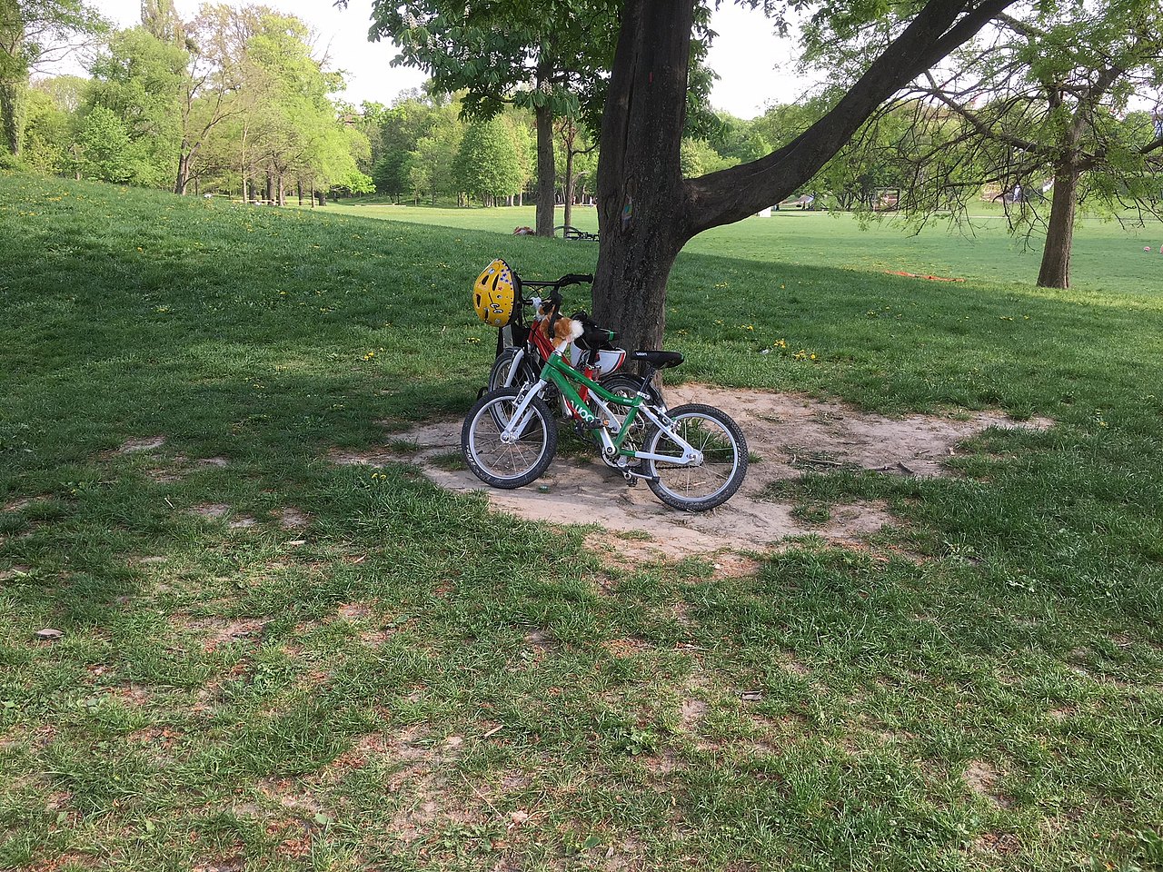 Wiese mit Baum und Fahrräder