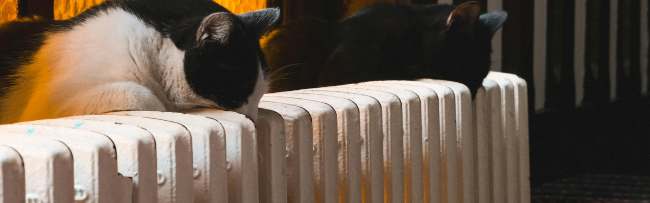 Heizkosten sparen zwei Katzen liegen auf einem Heizkörper