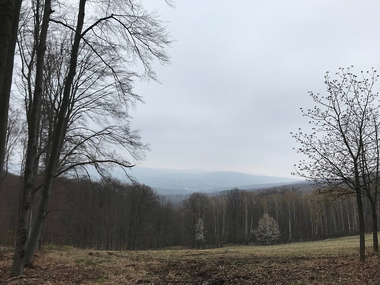 Lainzer Tiergarten Ausblick in den Wald an einem grauen Tag