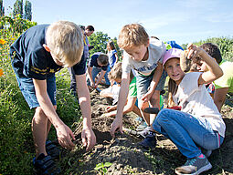 Drei Schulkinder ernten Kartoffeln am Feld.