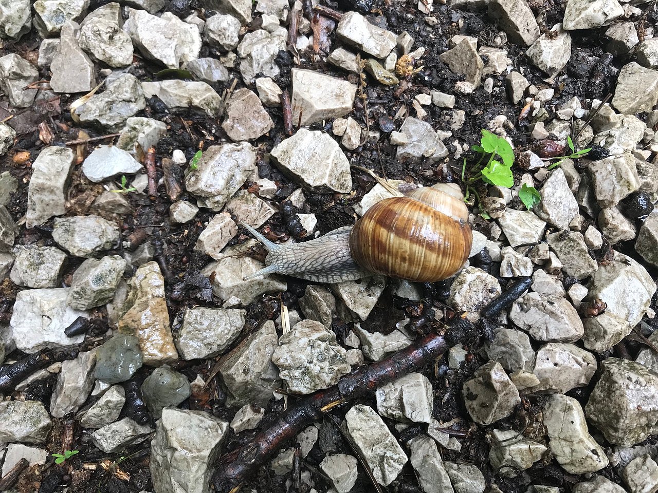 Schnecke Weinbergschnecke