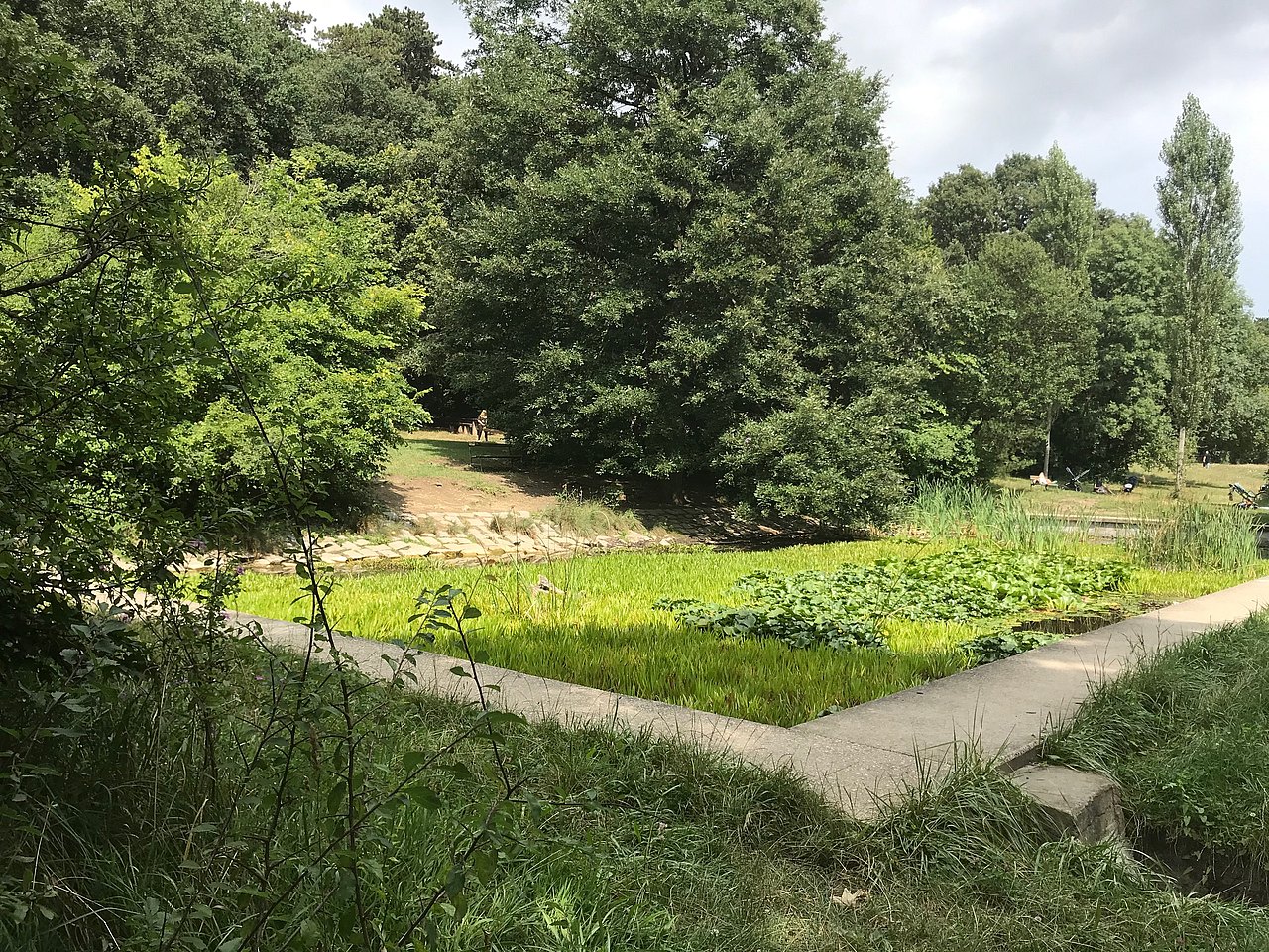 Pappelteich Künstlich angelegter rechteckiger Teich mit Wasserpflanzen und Seerosen bedeckt