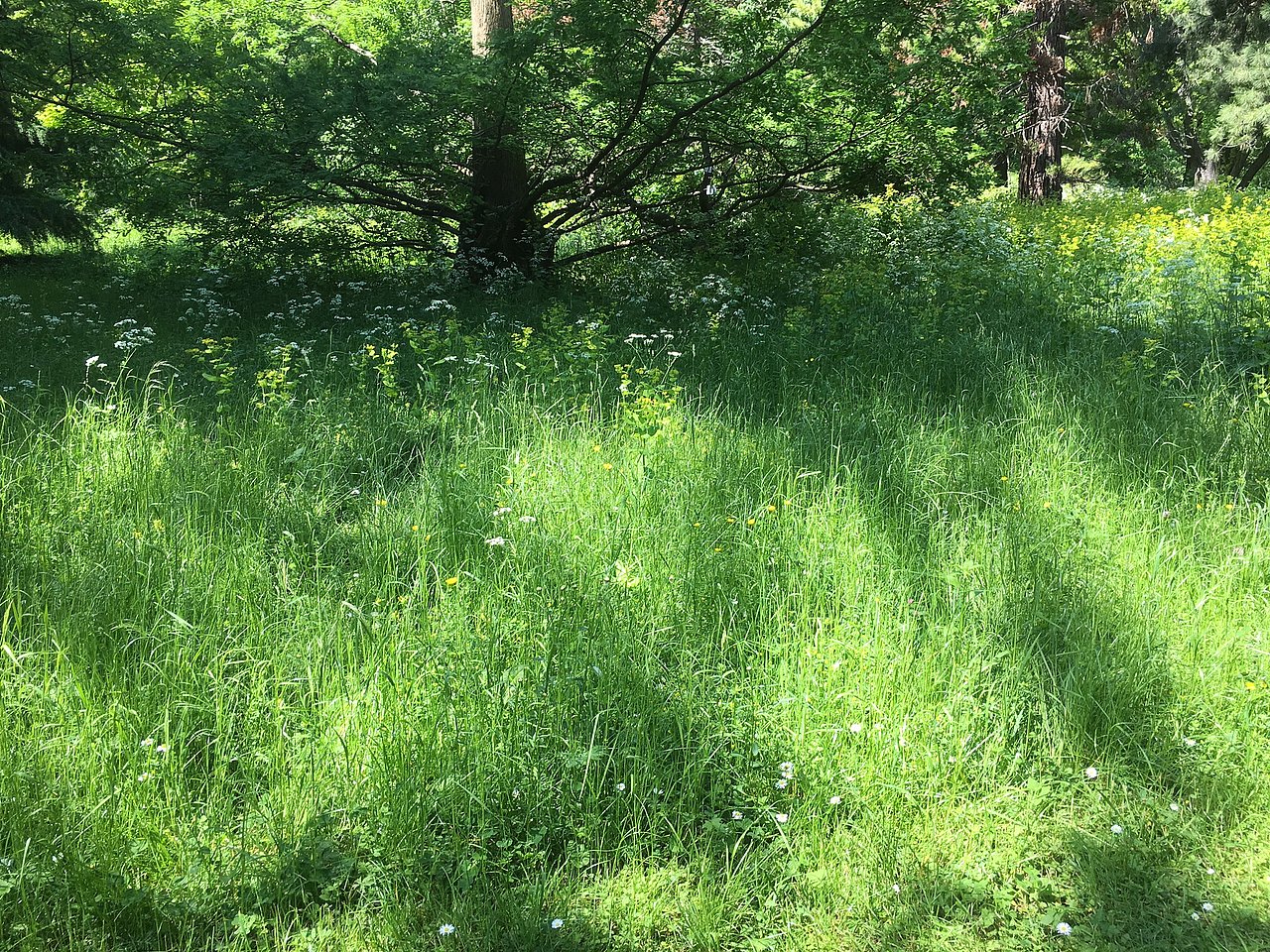 Botanischer Garten Grüne Wiese