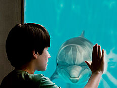 Mein Freund, der Delfin