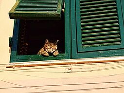 Katze die aus Fenster sieht