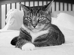 Katze bleibt zu Hause