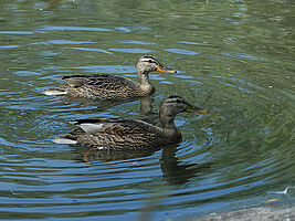 2 Enten schwimmen im Teich