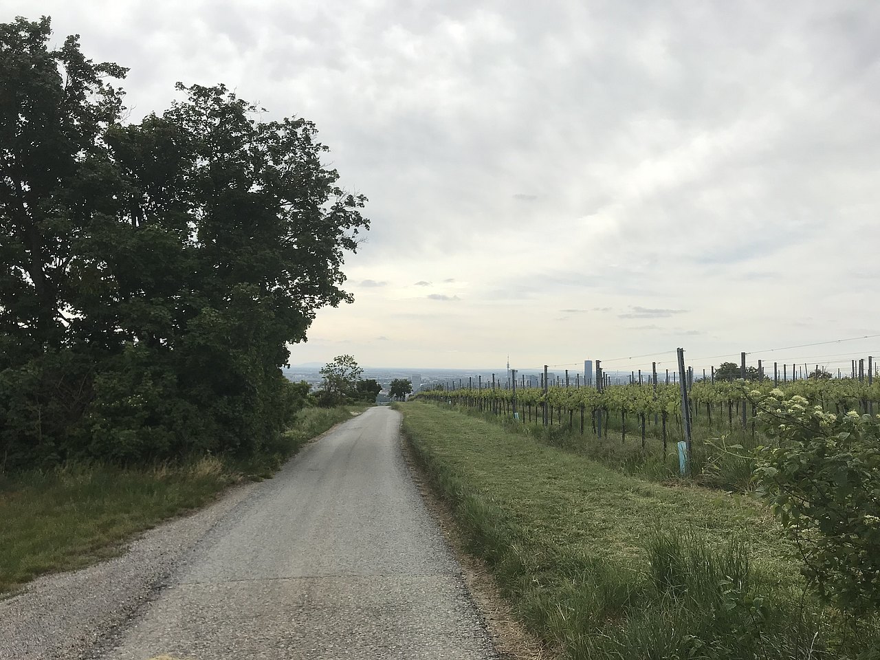 Nußberg Schotterweg neben Weinreben