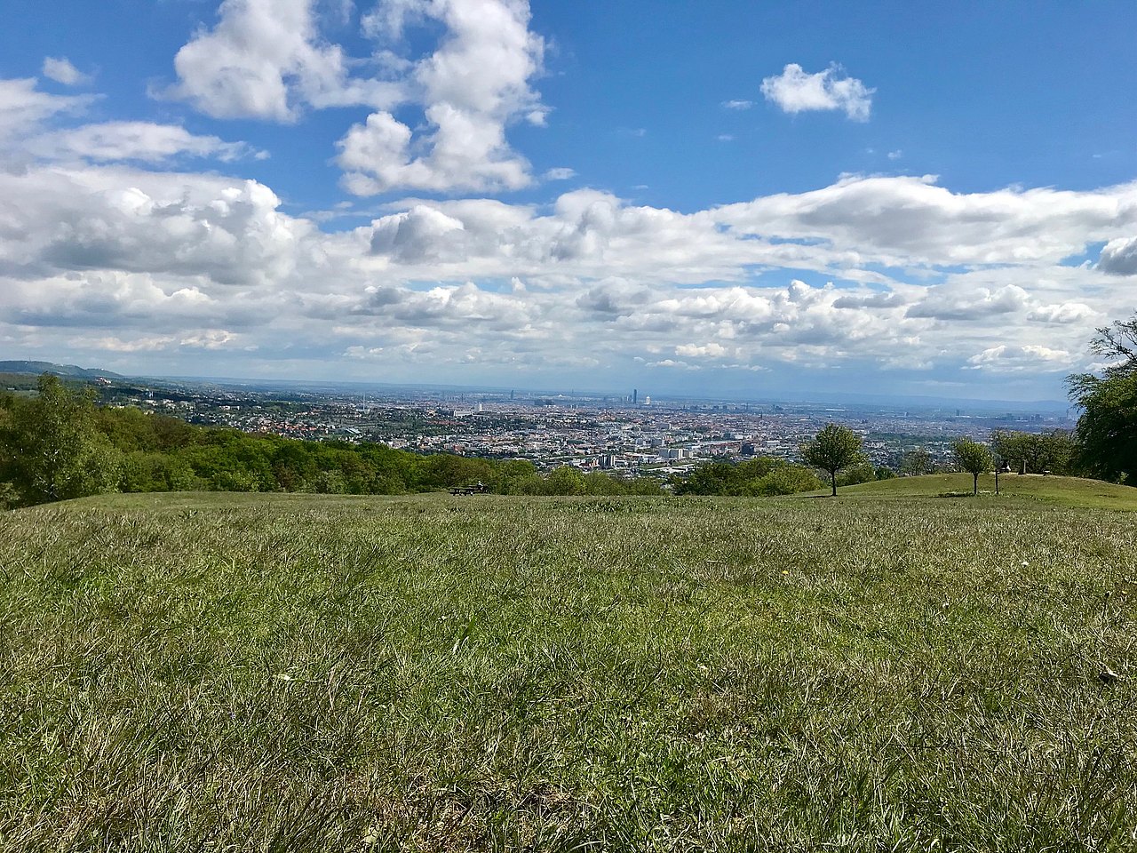 Wiese mit Ausblick auf Wien