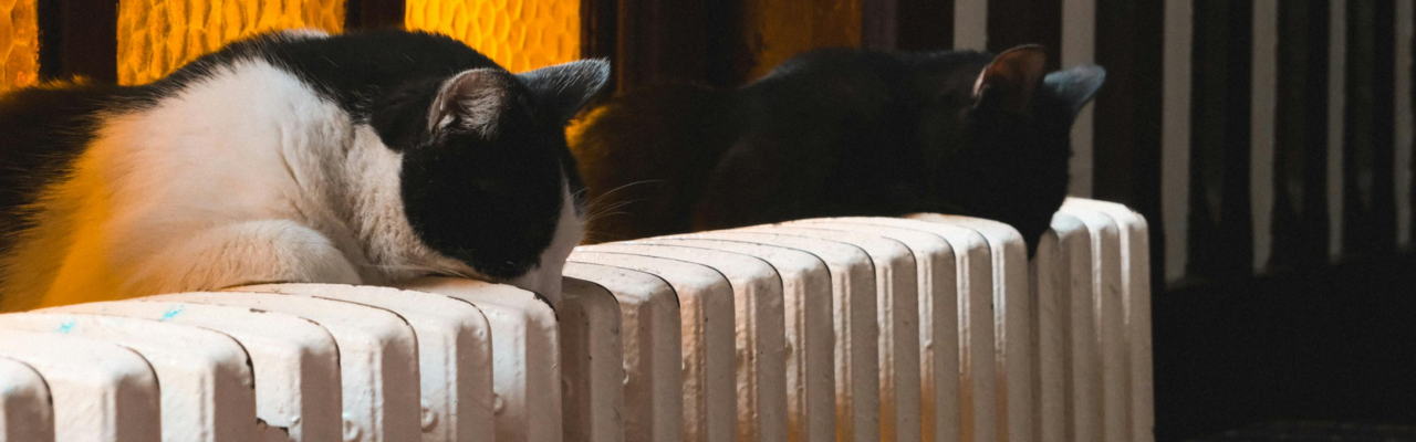 Katzen liegen auf Heizkörper