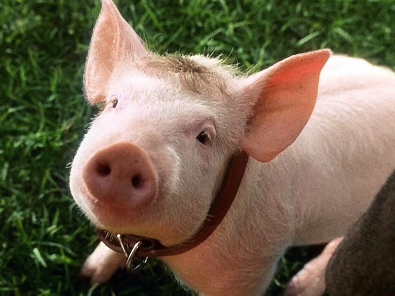 Ein Schweinchen namens Babe